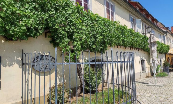 World’s oldest grapevine gets planted in Croatia in symbol of friendship