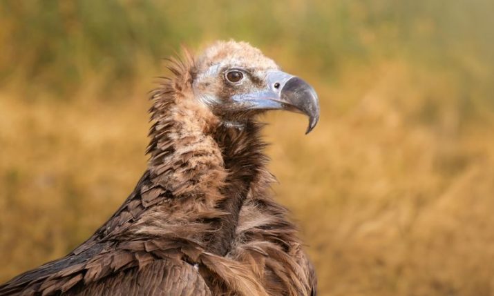 Croatia plans reintroduction of the cinereous vulture