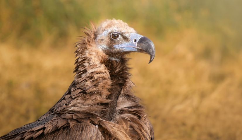 Croatia plans reintroduction of the cinereous vulture