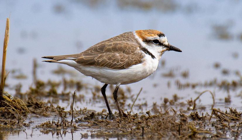 Saving Croatia’s critically endangered shorebird: New project in Nin Lagoon