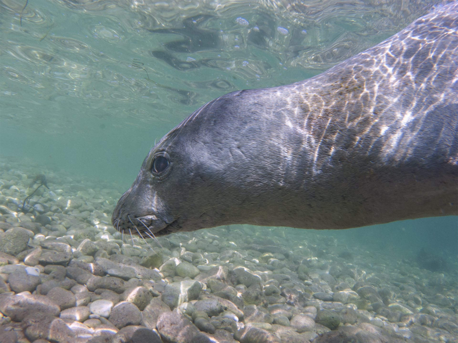 Mediterranean monk seal 