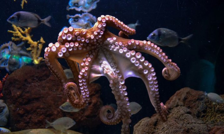 160,000 octopuses released in Adriatic to fight invasive blue crab