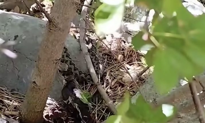 Rare footage shows poskok feeding in Northern Velebit National Park