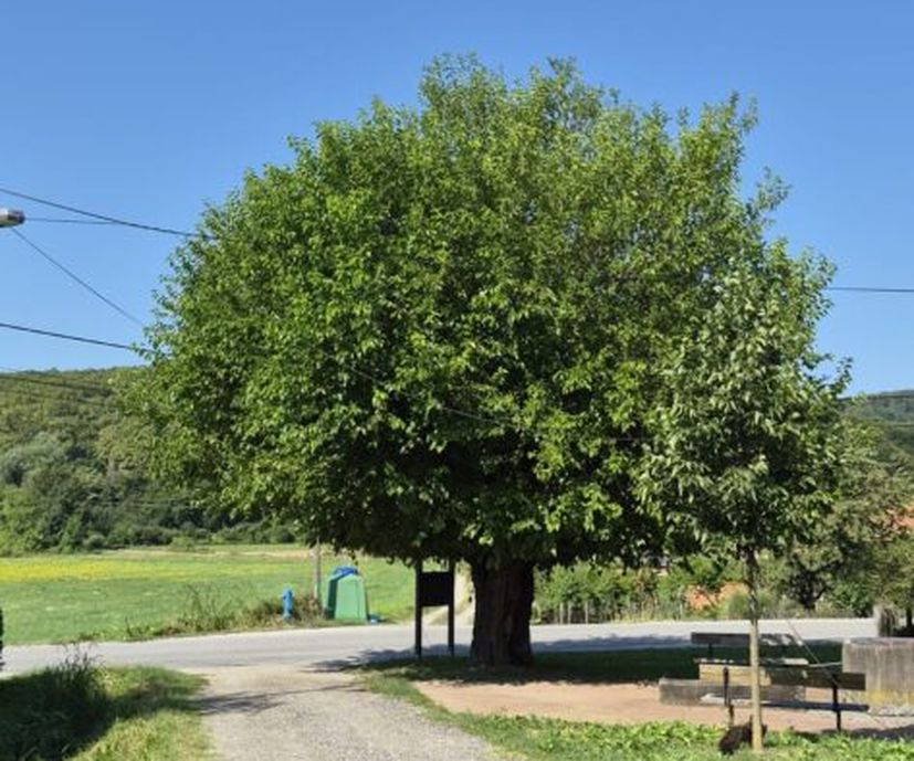 Domjanić’s Mulberry 