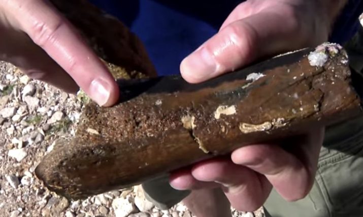 VIDEO: New dinosaur discovery in Croatia could reveal a new species