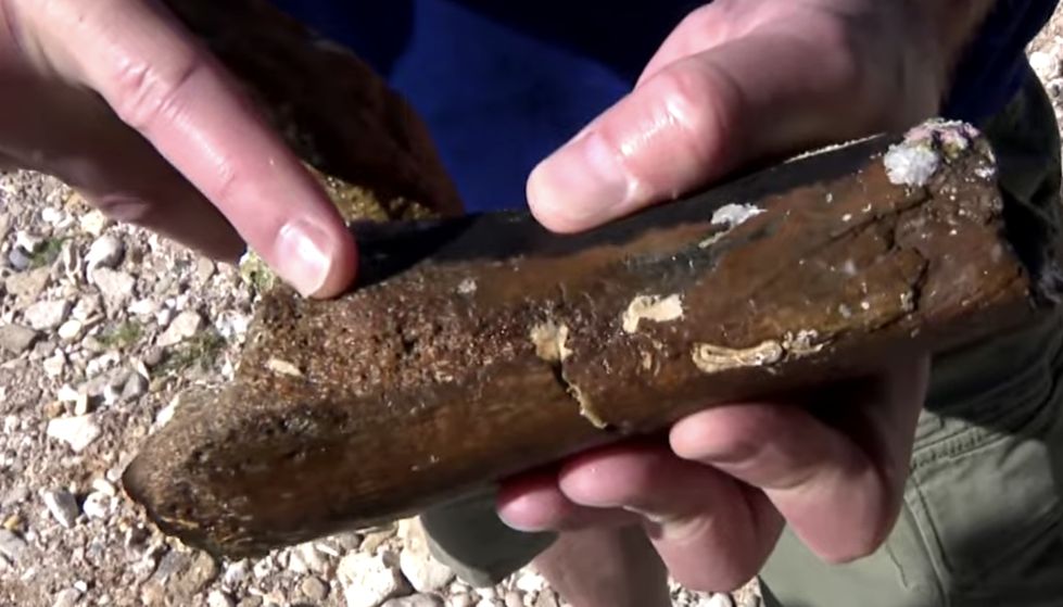VIDEO: New dinosaur discovery in Croatia could reveal a new species
