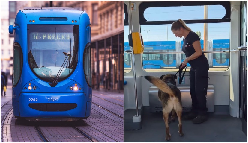 Taking your dog on Zagreb trams and buses? When they need a ticket and the rules